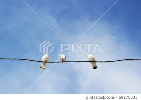 Funny white pigeons on the wire against the sky 69170333
