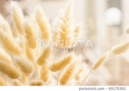 Interior decor close-up in the form of fluffy spikelets in the sunlight on the windowsill. Interior decor close-up in the form of fluffy spikelets in the sunlight on the windowsill. 69170362