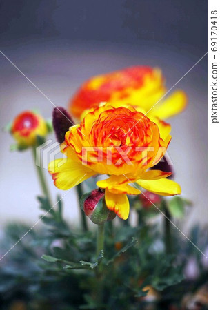 毛an屬紅色和黃色的花朵 69170418