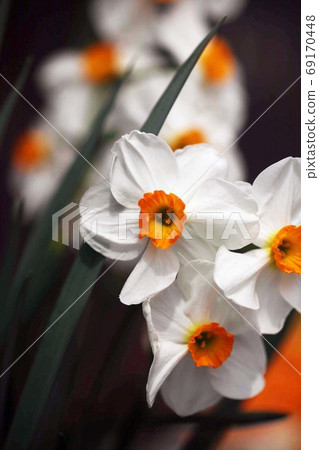 Small cup daffodil flower 69170448