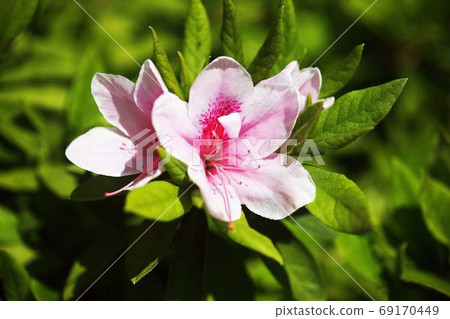 Hirado azalea flower 69170449