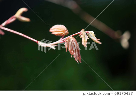 矮小的韭蔥新葉 69170457