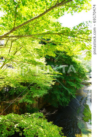 兵庫神戶有馬溫泉有馬河綠色秋天的落葉(夏季) 兵庫神戶有馬溫泉有馬河綠色秋天的落葉(夏季) 69170474