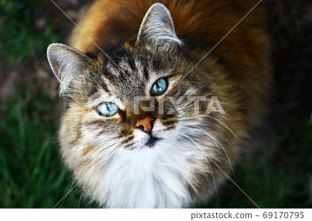 Close up view on a fluffy blue eyed cat portrait Close up view on a fluffy blue eyed cat portrait 69170795