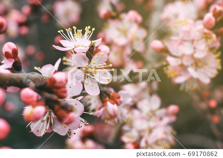 Close up view on cherry branches with blossoms on blurred background in spring sunny day 69170862