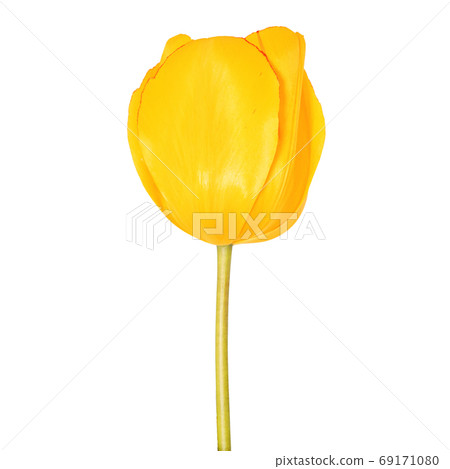 Yellow tulip flower head isolated on white background Yellow tulip flower head isolated on white background 69171080