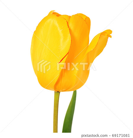 Yellow tulip flower head isolated on white background Yellow tulip flower head isolated on white background 69171081
