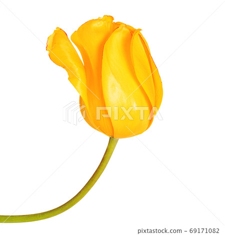 Yellow tulip flower head isolated on white background 69171082