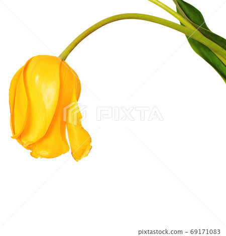 Yellow tulip flower head isolated on white background Yellow tulip flower head isolated on white background 69171083