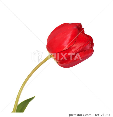 Red tulip flower head isolated on white background Red tulip flower head isolated on white background 69171084