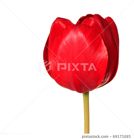 Red tulip flower head isolated on white background Red tulip flower head isolated on white background 69171085