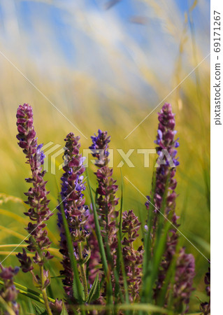 Purple blue Salvia, salvia farinacea, flowers blooming in the garden. Violet sage flowers. Background of blur field Purple blue Salvia, salvia farinacea, flowers blooming in the garden. Violet sage flowers. Background of blur field 69171267