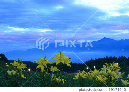 Lily flower blooming on the plateau at sunset 69171640