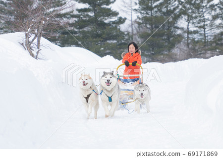Siberian Husky dogs are pulling sledge with Asian 69171869