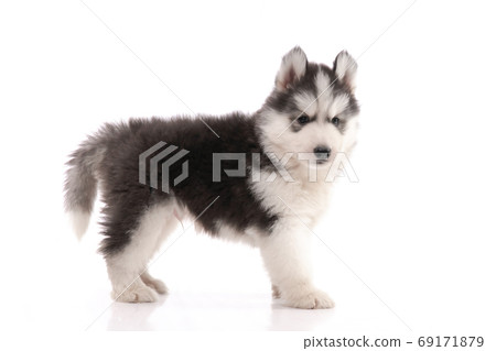 Siberian husky puppy standing on white background Siberian husky puppy standing on white background 69171879