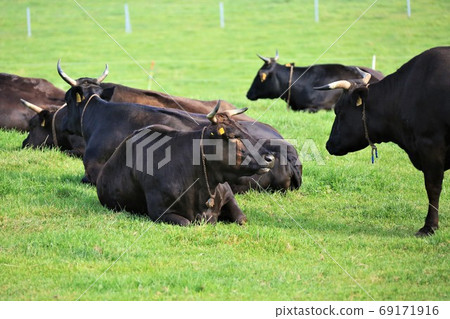 Japanese beef 69171916