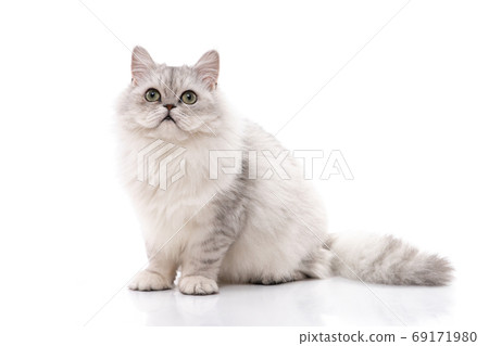 Persian cat on white background,isolated 69171980