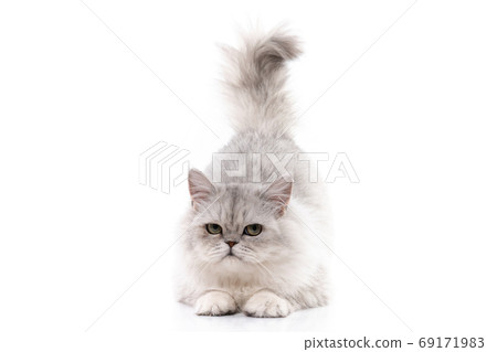 Persian cat on white background,isolated 69171983