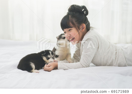 Little asian girl lying with  siberian husky puppy Little asian girl lying with  siberian husky puppy 69171989