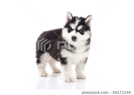 Cute siberian husky puppy standing on white Cute siberian husky puppy standing on white 69172240