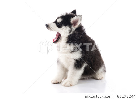 Cute siberian husky puppy sitting on white 69172244