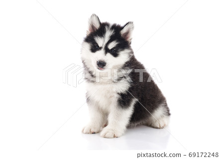 Cute siberian husky puppy sitting on white Cute siberian husky puppy sitting on white 69172248