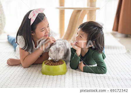 Asian children feeding American shorthair cats at Asian children feeding American shorthair cats at 69172342