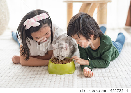 Asian children feeding American shorthair cats at Asian children feeding American shorthair cats at 69172344