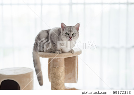 cat lying on cat tower 69172358