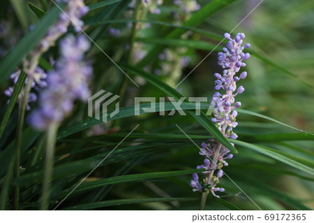 Yaburan Yaburan 69172365