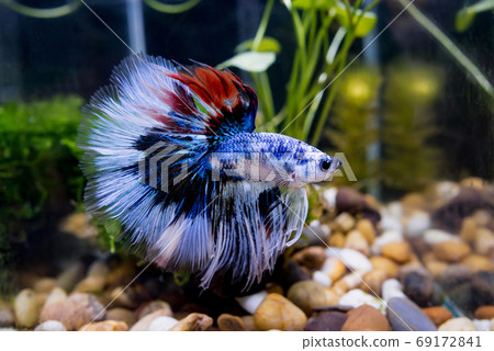 Close up of fancy half moon Siamese fighting fish Close up of fancy half moon Siamese fighting fish 69172841