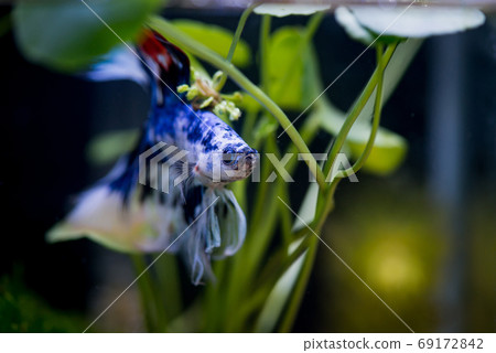Close up of fancy half moon Siamese fighting fish Close up of fancy half moon Siamese fighting fish 69172842