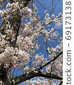 Cherry Blossoms	 69173138