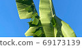 Banana leaf in the countryside 69173139