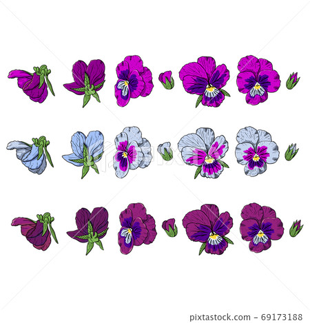 Hand drawn pansy flowers clipart. Hand drawn pansy flowers clipart. 69173188