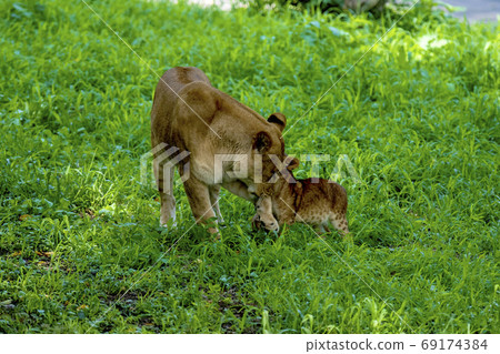 Lion mother playing with a baby 69174384