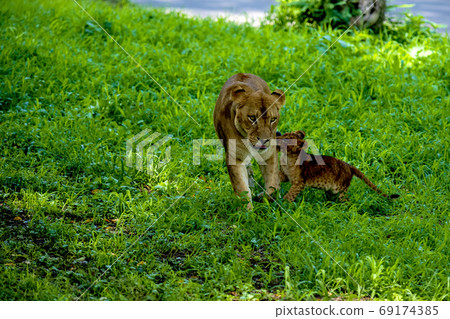 獅子媽媽和寶寶一起玩 獅子媽媽和寶寶一起玩 69174385