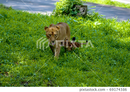 獅子媽媽和寶寶一起玩 69174386