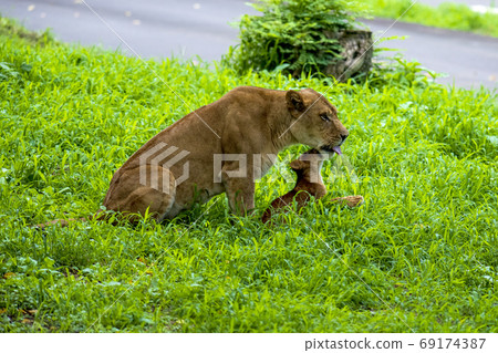 Lion mother playing with a baby 69174387