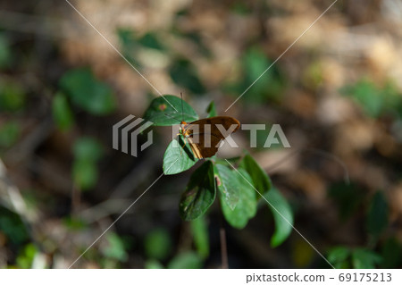 Brown butterfly at Botanical Garden of Cienfuegos, Cuba 69175213