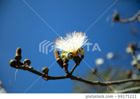 Pseudobombax ellipticum, Cienfuegos, Cuba 69175221