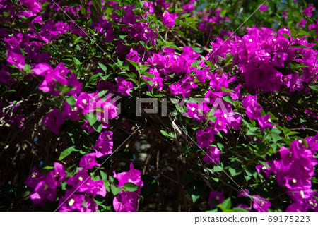Bougainvillea flowers, Cienfuegos, Cuba 69175223