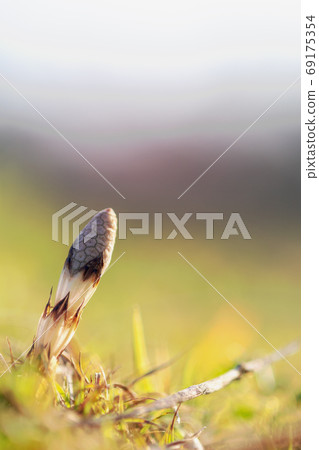 Tsukushi生長良好 Tsukushi生長良好 69175354