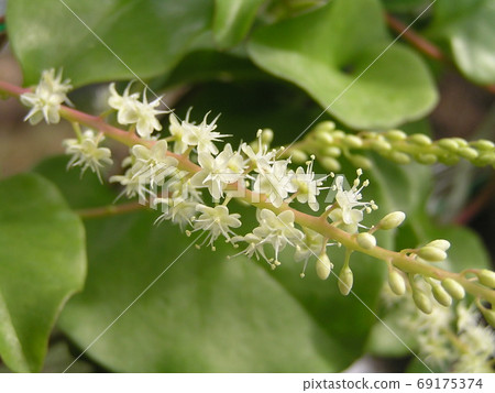 雲南醫藥 雲南醫藥 69175374