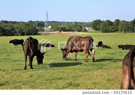 Japanese beef 69175618