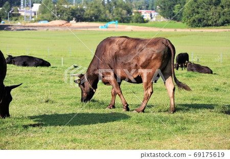 日本牛肉 69175619