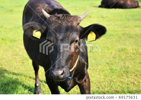 Japanese beef Japanese beef 69175631