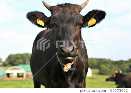 Japanese beef Japanese beef 69175632
