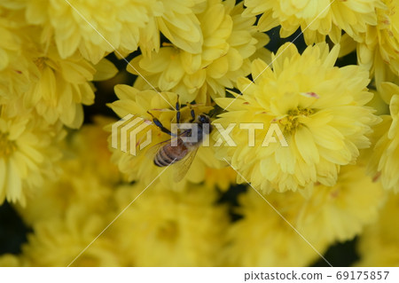 Honey bee on chrysanthemum Honey bee on chrysanthemum 69175857