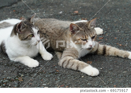 Stray cat kittens at a large athletic meet with all the family members Stray cat kittens at a large athletic meet with all the family members 69175917